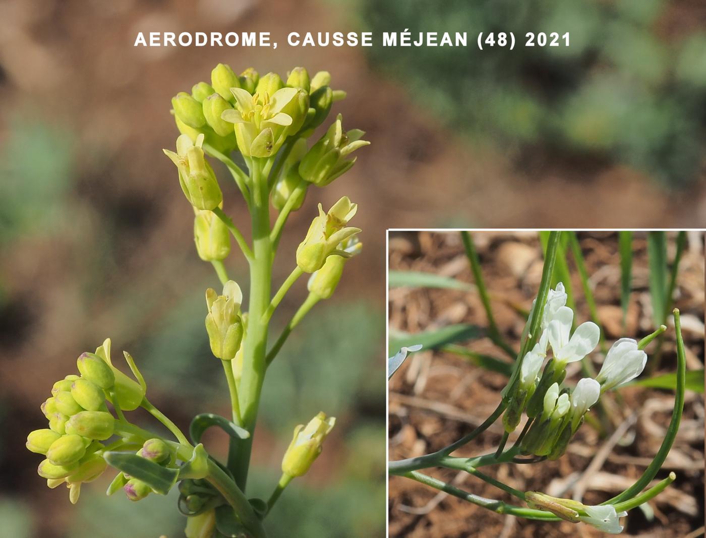 Hare's-ear Cabbage flower